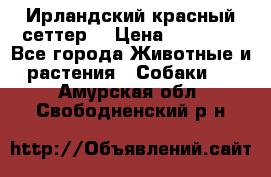 Ирландский красный сеттер. › Цена ­ 30 000 - Все города Животные и растения » Собаки   . Амурская обл.,Свободненский р-н